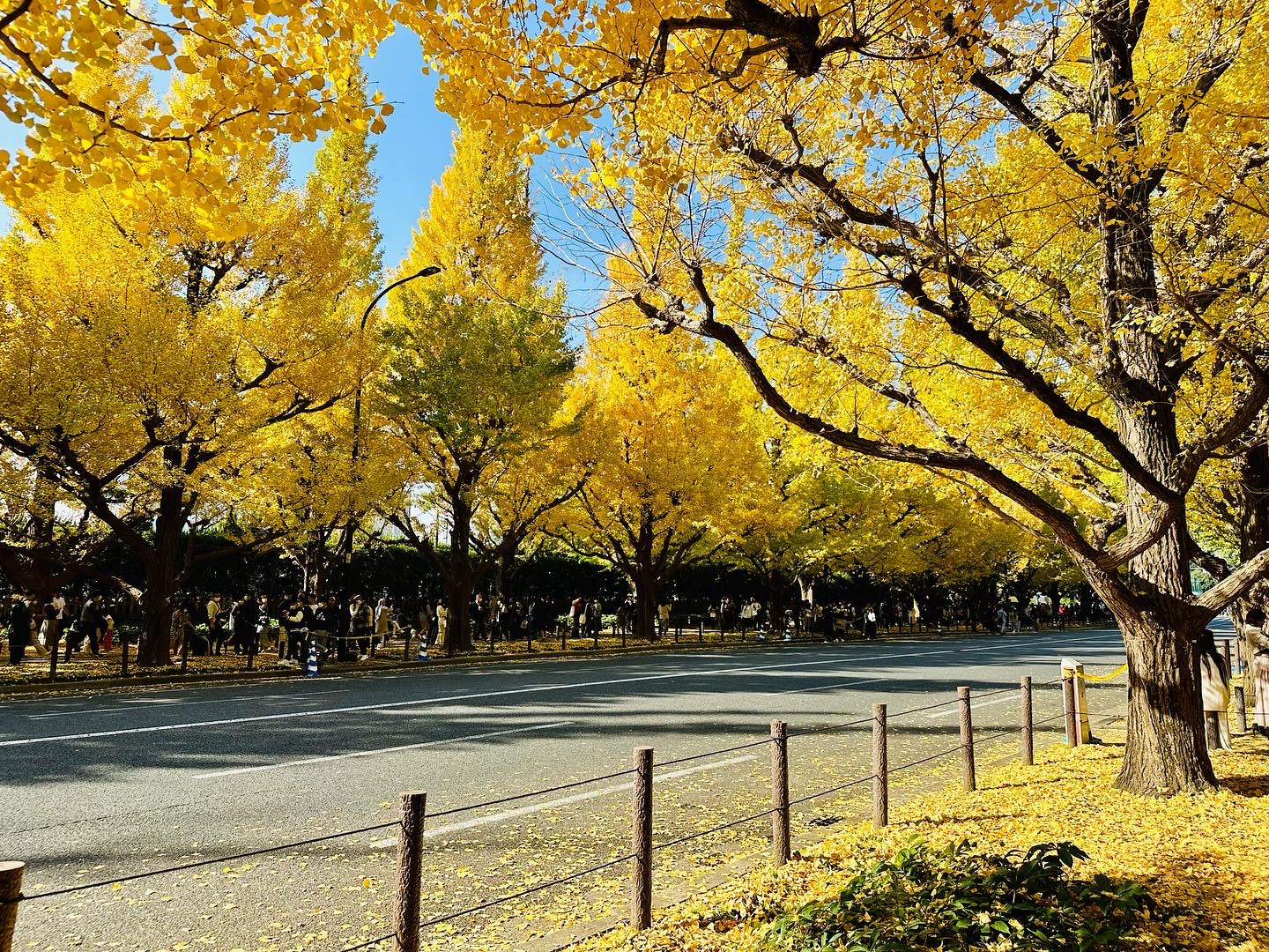 【東京】銀杏、黃葉秋景10選！從明治神宮外苑到東京大學 秋天旅行必去東京景點